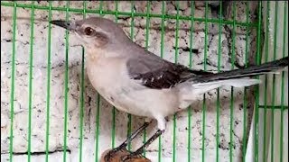 Download lagu Burung Cenzontle Gacor Bagus Buat Masteran Burung Kicau (Mockingbird) mp3