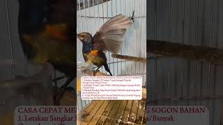 Download lagu Cara Cepat Menjinakkan Burung Sogok Ontong Bahan #sogon #sogongacor #sogonjuara #sogonmania #sogonl mp3