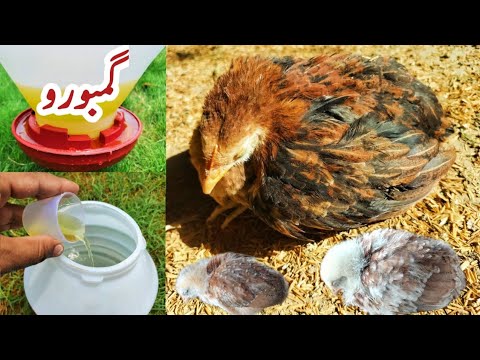 IBD symptoms, Treatment, Prevention, Control and Vaccination in Poultry | Infectious Bursal Disease