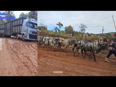 Caminhão de boi travou o caminho dos CARREIROS em  campestre 