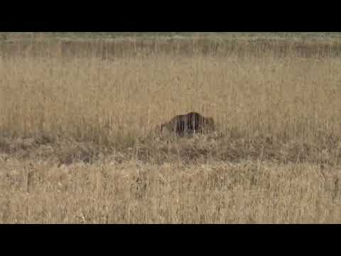 Drückjagd; Wildschweinjagd; Drückjagd am Rand der Schrfheide