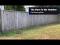 07  Hare in the Heather