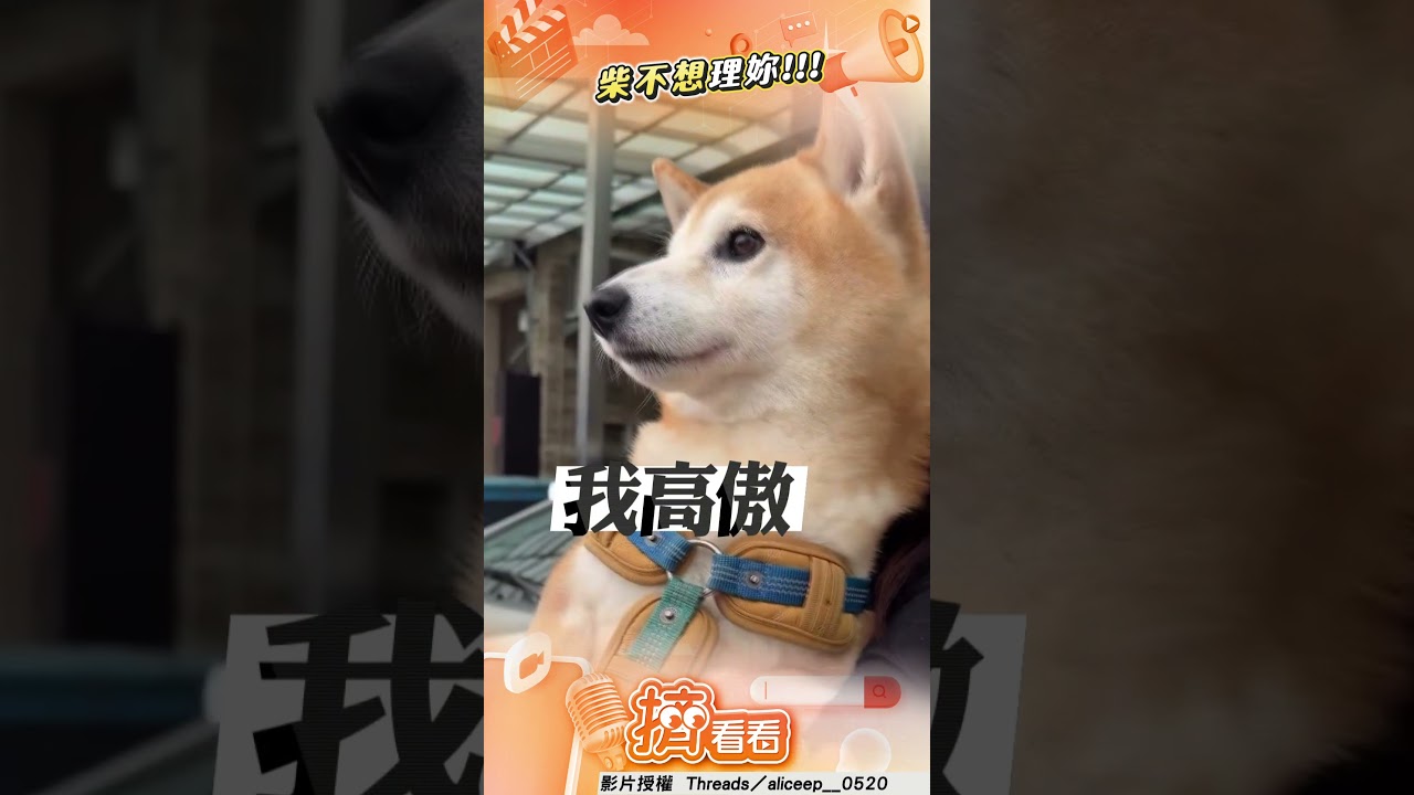 影音/傲嬌柴犬不滿主人出國玩 拒絕握手冷戰超有個性