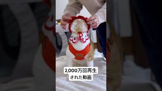 Instagramで2,000万回生された動画🎥🐈✨　詳細は説明欄🐈✨　#もんちゃん #cat #かわいい #ネコ #昔バズった動画はバズるのか #過去動画 #いちご