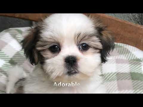 Adorable Maltese Shih Tzu Pups - Cuteness Overload with Micheline