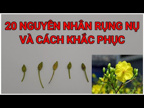 🔴 QBS2171 - NGUYÊN NHÂN RỤNG NỤ MAI VÀNG| CÁCH KHẮC PHỤC RỤNG NỤ MAI VÀNG| ĐỂ MAI VÀNG KHÔNG RỤNG NỤ
