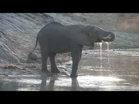 Djuma: Lone Elephant drinking at the dam - 06:40 - 09/05/2022