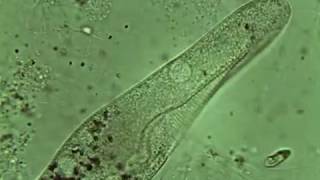 Protozoa Compilation - Protozoi