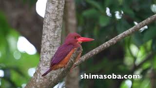 近所のリュウキュウアカショウビン(動画あり)