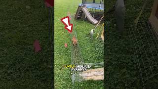 Download lagu SENGAJA DIBUAT SEPERTI INI AGAR AYAMNYA TAK GANGGU TETANGGA mp3 Download lagu SENGAJA DIBUAT SEPERTI INI AGAR AYAMNYA TAK GANGGU TETANGGA mp3