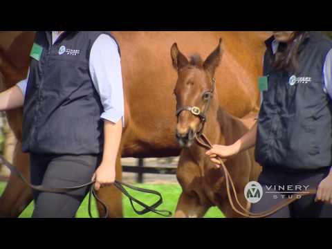 Vinery 2015 Stallion Preview