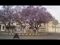 Beautifully blooming trees in Cyprus 