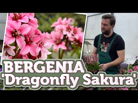 Társ a klímaváltozás elleni harcban - Bergenia 'Dragonfly Sakura'