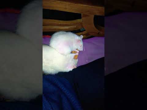 Motulal and patlulal ki jodi😍😍😍😍