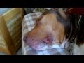 Питбуль спит. pit bull red nose 