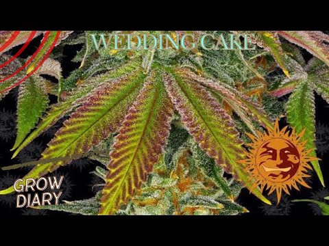 Unveiling Wedding Cake/Pink Cookies/Triangle Mints #23: The Sweet Indica-Hybrid Cannabis Sensation