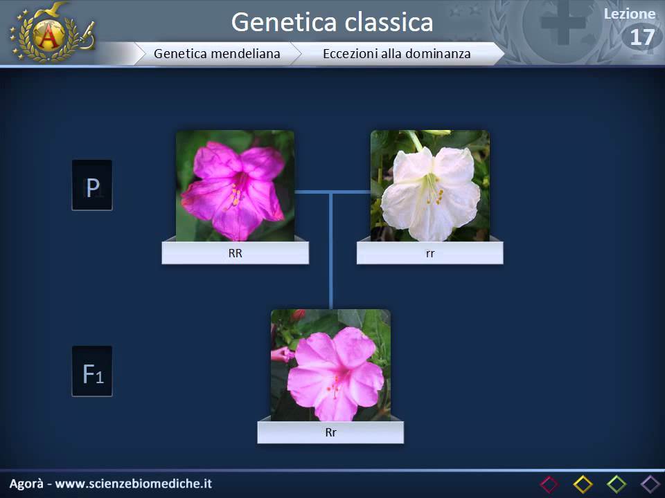 Leggi di Mendel, linkage, ereditarietà sex-linked