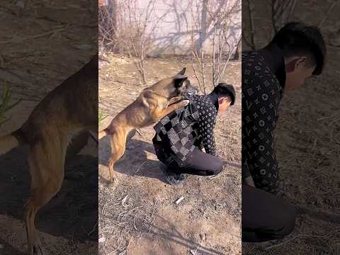 Dog saves 36 | Viral Gadgets, Smart Appliances, Kitchen Utensils/ Home Inventions #shorts #dog