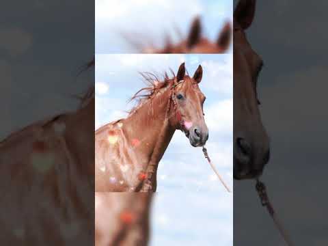 , title : '#Budyonny horses'