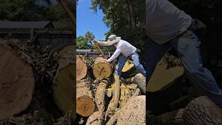 Download lagu Peavey for the WIN! #wood #log #handtools #woodworking #diy #strategy #homestead #physics mp3 Download lagu Peavey for the WIN! #wood #log #handtools #woodworking #diy #strategy #homestead #physics mp3