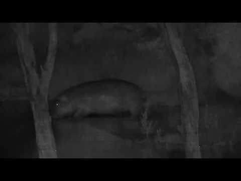 Djuma: Hippo arrives in dam - 22:50 - 02/24/20