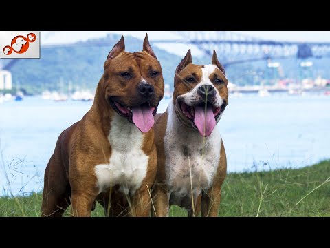 🐕 TOP 10 Differences Between Male And Female Dogs!