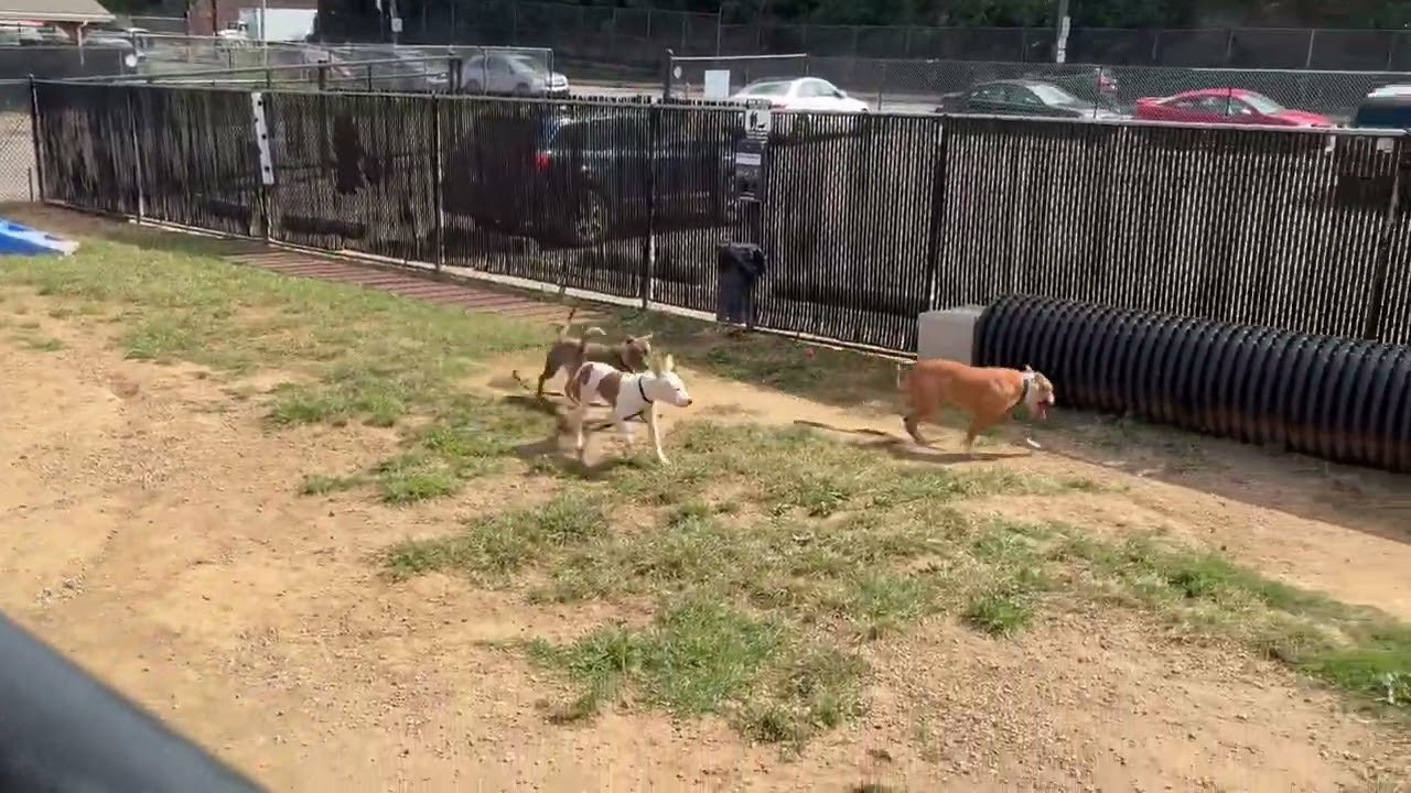 Enlarge Peaches, a Adoptable Mixed Breed in Philadelphia, PA video 6/6