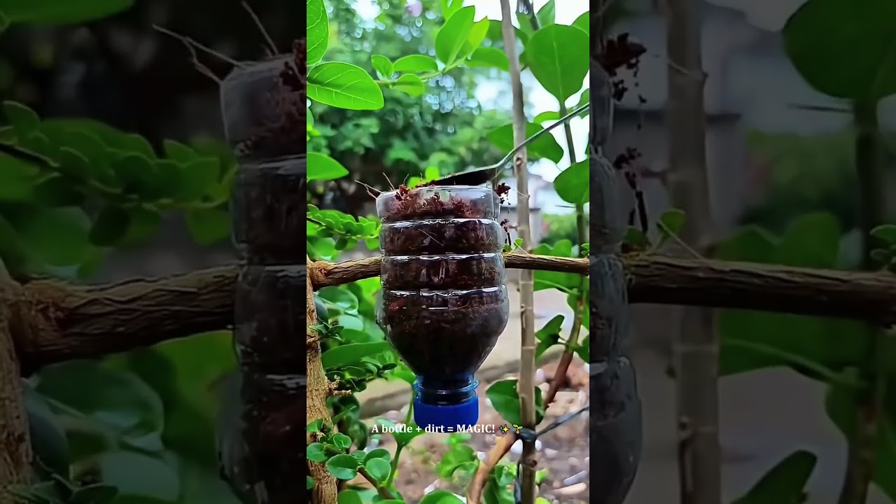 CLONING a Tree with a Plastic Bottle?! 🤯 The Infinite Plant Glitch! #gardening #hacks
