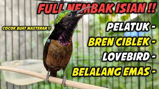 Download lagu FULL NEMBAK..!! KONIN GACOR FULL ISIAN TONJOLAN SUPER MEWAH, 100% COCOK BUAT MASTERAN KONIN BAHAN mp3