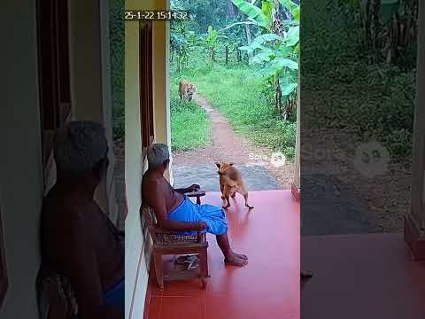 Dog Defends Home From Tiger in Kerala Village #animals #wildlife #angrytiger
