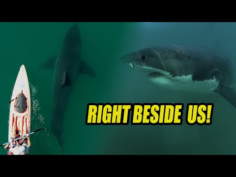 Best Great White Shark Footage of 2025 (Narrated )