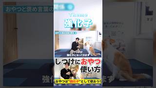 犬のおやつと褒め言葉と強化子の関係