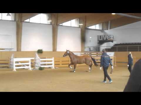 Caipirinha by Cash and Carry - Lord Z, line 8819, *2013, licensing Munich, Feb16