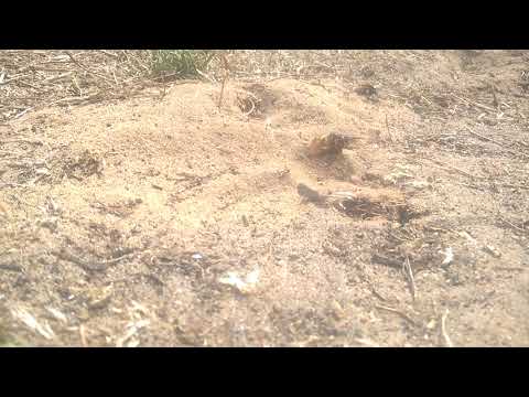 European Beewolf (Philanthus triangulum triangulum)