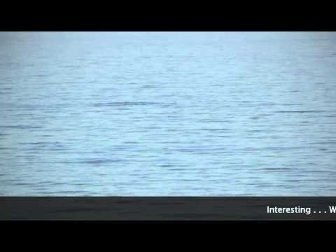 Blue Whales from the shore!