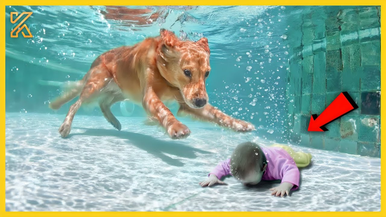 💕 Hero Animals That Saved Human Lives | Best moment of 2024! | Kingdom of Discovery