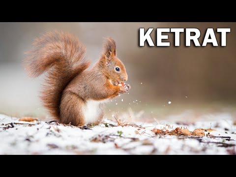 Ketrat dhe jetesa e tyre.