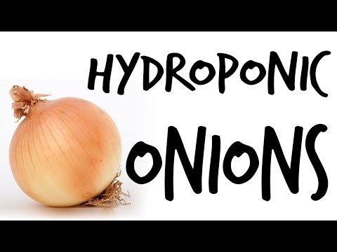 Can You Grow Hydroponic Onions