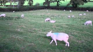 preview picture of video 'Rainbow From Oysterber Farm holiday Cottages'