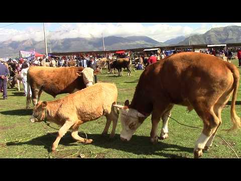 PERU Feria Ganadera de Inquilpata ANTA Cusco 2026.