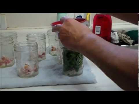 download lagu mp3 mp4 Canning Green Beans With Onions, download lagu Canning Green Beans With Onions gratis, unduh video klip Canning Green Beans With Onions