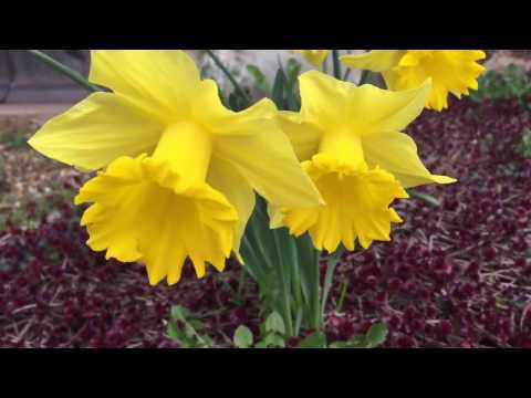 download lagu mp3 mp4 Early Blooming Daffodils, download lagu Early Blooming Daffodils gratis, unduh video klip Early Blooming Daffodils