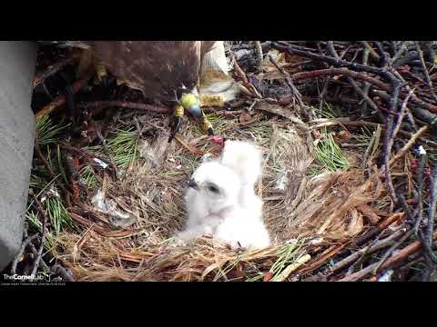 Pip Visible On Egg #3 During Morning Feeding On Cornell Hawks Cam – April