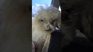 Chewy is CURRENTLY HAVING SOME MEDICAL ISSUES. Chewy is CURRENTLY HAVING SOME MEDICAL ISSUES.