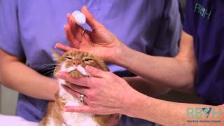 preview picture of video 'New Dawn Films: Red Bank Veterinary Hospital: How To Give Your Pet Eye Medication'
