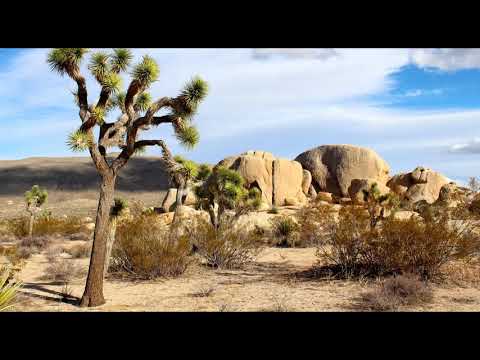 Sounds of the Mojave Desert Wind Through Tree
