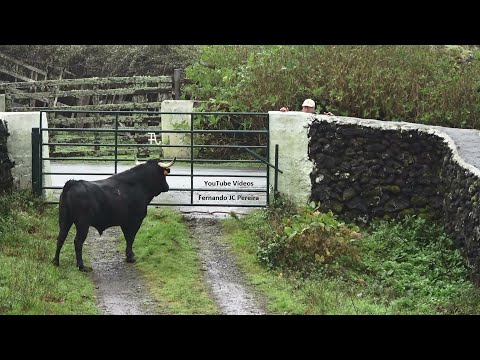 JAF - Separação Dos Touros - Ilha Terceira - Açores