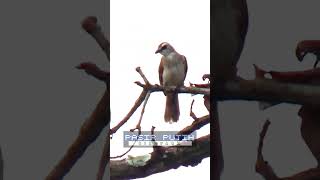 Download lagu Trucukan ribut untuk pikat #pikattrucukan #trucukanbetinamemanggiljantan mp3