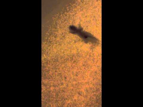 壁虎在地上不動