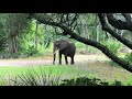 Kilimanjaro Safaris Disney S Animal Kingdom From The Front Row Of The Safari Bus